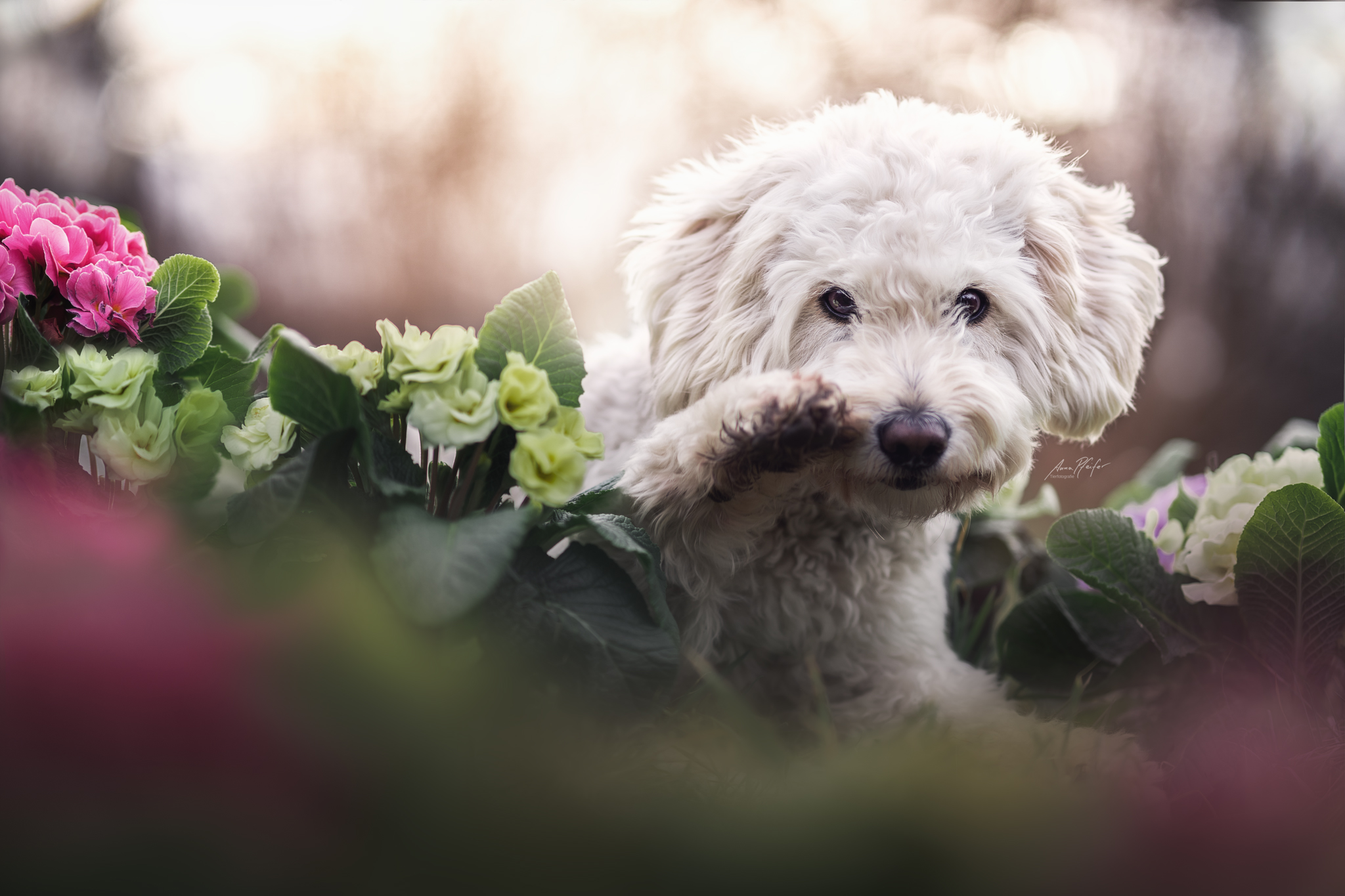 Weißer Hund in Blumen