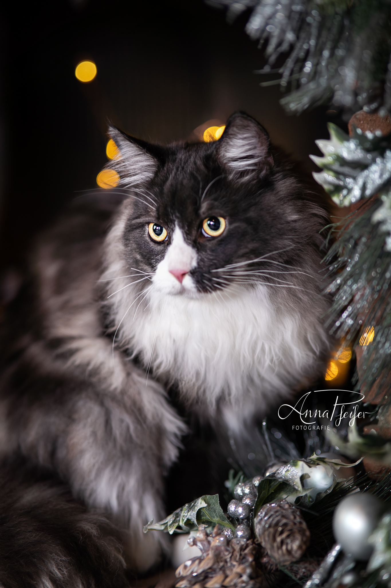 Katze sitzt unter dem Weihnachtsbaum