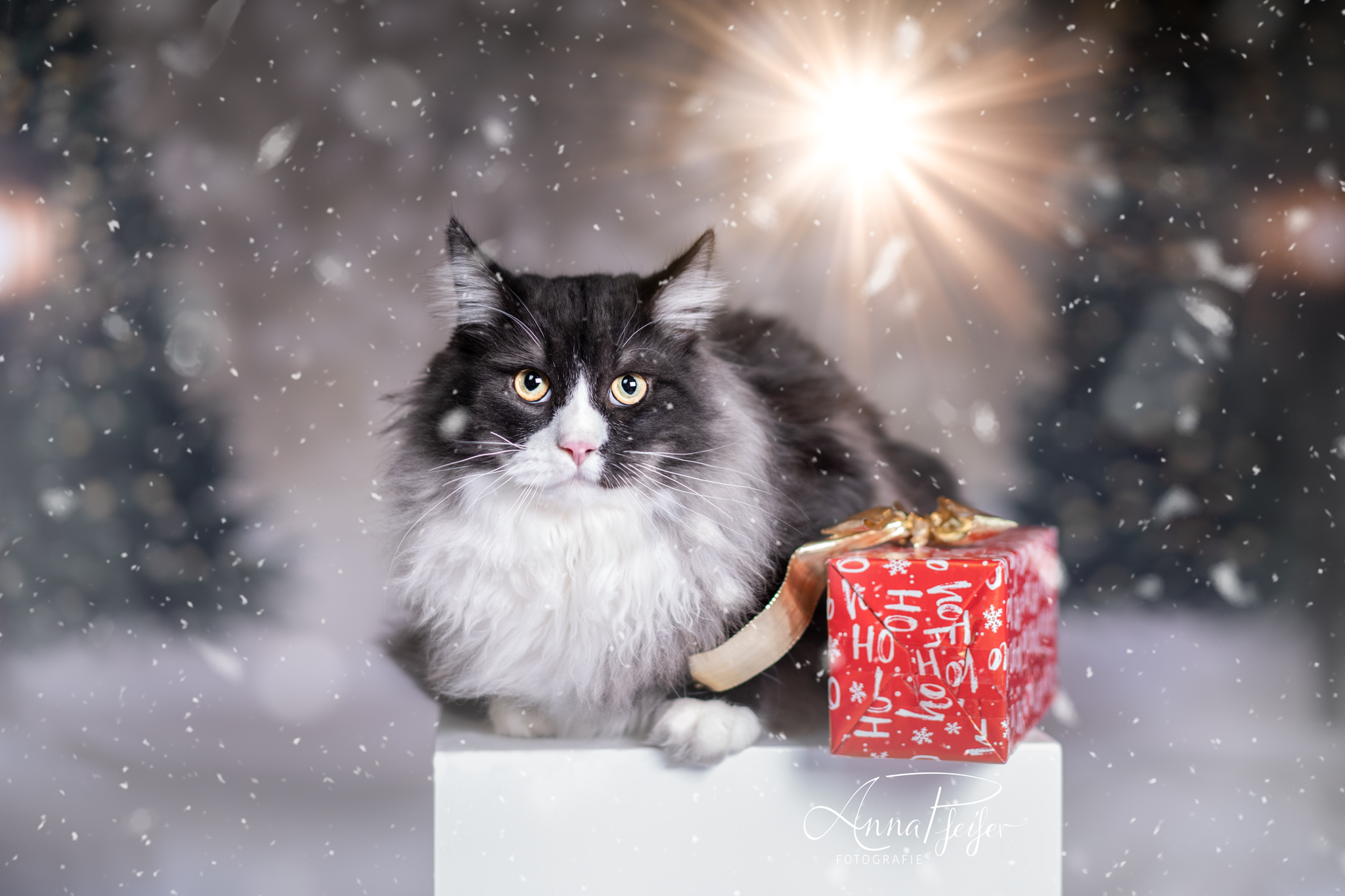 Maine Coon Katze mit roten Geschenk auf Hocker