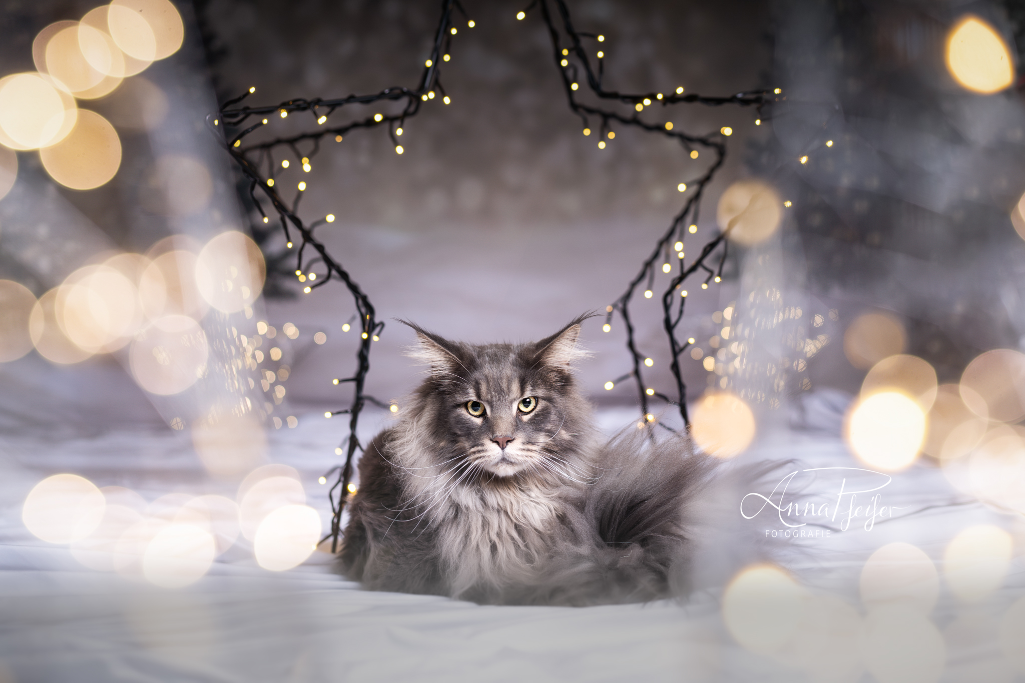 Katze in weihnachtlichem Ambiente